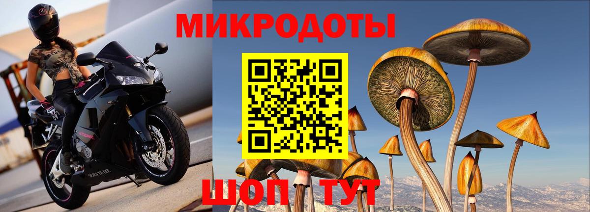 Галлюциногенные грибы Psilocybe Котовск